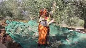 La cueillette des olives en est à 15 % à l'échelle nationale. 