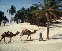 Tunisie, Sahara